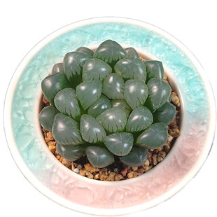 【一物一拍】冰灯玉露黑姬OB1樱水晶多肉植物阳台盆栽绿植28包邮