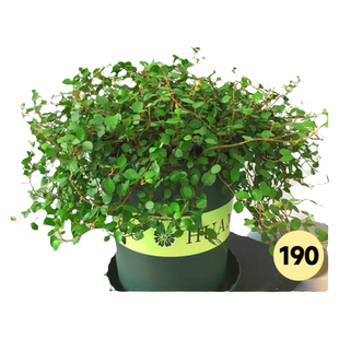 千叶吊兰盆栽烘焙蛋糕装饰绿植餐桌摆放室内好养垂吊植物四季常青