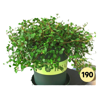 千叶吊兰盆栽烘焙蛋糕装饰绿植餐桌摆放室内好养垂吊植物四季常青