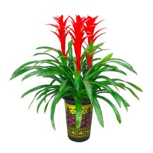 大鸿运当头盆栽植物凤梨花苗水培好养花卉鲜花红星植物室内吸甲醛