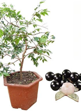 嘉宝果苗树树葡萄苗果树加宝果树爆果果树四季南北方种植庭院盆栽