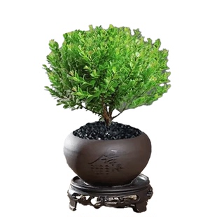 小叶赤楠盆景四季常青盆栽迷你桌面室内花卉植物办公桌绿植好养活