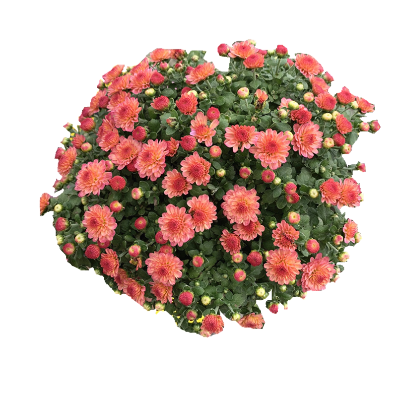 菊花盆栽千头庭院多年生