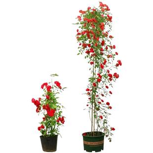 红木香树苗四季开花爬藤植物黄木香花苗庭院耐热无刺蔷薇花卉盆栽