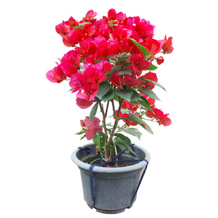 重瓣三角梅花苗盆栽阳台三叶梅树苗盆景爬藤花卉绿植物四季勤花