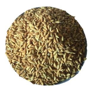 安徽芜湖新粮食早稻谷子早籼稻子带壳水稻喂鸡鸭仓鼠饲料20斤10kg