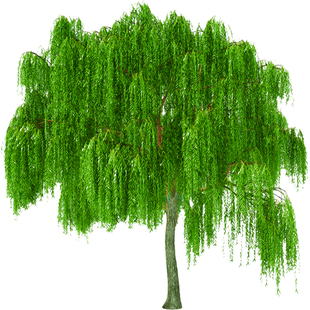 垂柳柳树树苗耐寒青柳黄金柳树苗公园绿化风景树苗柳树行道树乔木