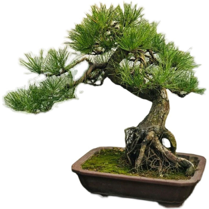 矮霸黑松老桩 多年盆栽造型日本黑松 提根小品黑松盆景 实物