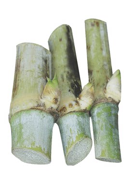 甜象草3号种节无毛多年生耐寒巨菌草皇竹草红象草喂牛羊专用牧草