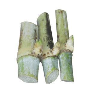 甜象草3号种节无毛多年生耐寒巨菌草皇竹草红象草喂牛羊专用牧草