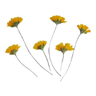 黄色蟛蜞菊 带枝侧压干花押花压花植物标本画儿童手工diy树叶贴画