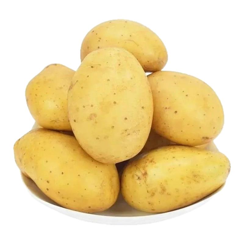 贵州黄皮土豆黄心沙面马铃薯批发土豆