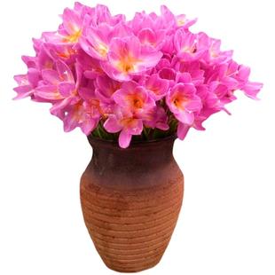 清香型四季开花重瓣风雨兰种球庭院阳台盆栽花卉植物好养易活韭兰