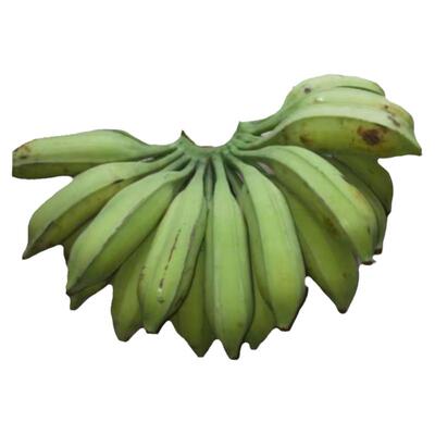 Plantain野生芭蕉新鲜广东巴蕉