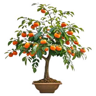 柿子苗树脆甜柿无核柿南北方种植特大庭院地栽当年结果柿子树果苗