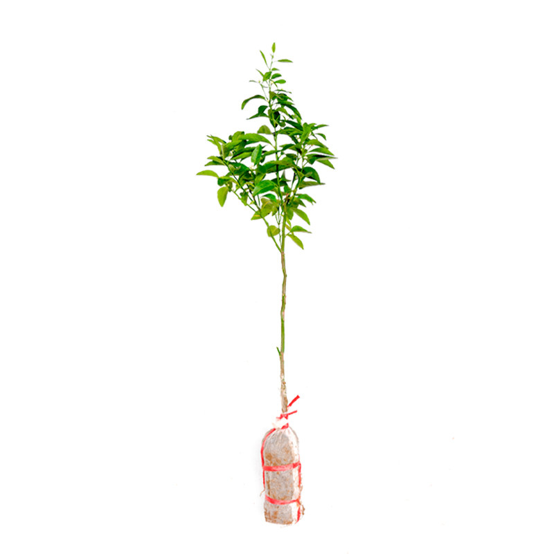 嫁接皇帝柑树苗带土带叶包成活