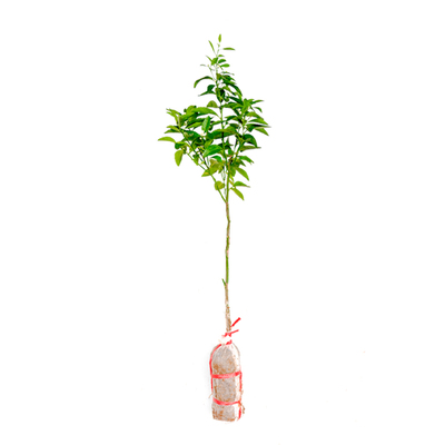 嫁接皇帝柑树苗带土带叶包成活