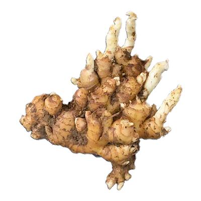 正宗小黄姜种子爆芽发货云南生姜种植种姜带芽老姜种苗非大生姜种