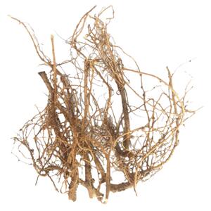 花生根 花生须花生根干花生的根根头煮水煲汤入药无杂质100克包邮