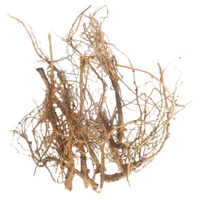 花生根 花生须花生根干花生的根根头煮水煲汤入药无杂质100克包邮