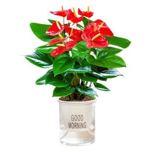 红掌盆栽花卉植物室内花水培红掌四季好养开花桌面白掌绿植