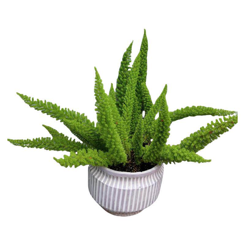 【精品】狐尾天门冬盆栽观叶植物