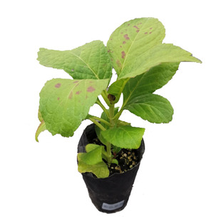 2.进口绣球花苗无尽夏惠子佳澄花宝妖吻万华镜太阳神殿薄荷包对版