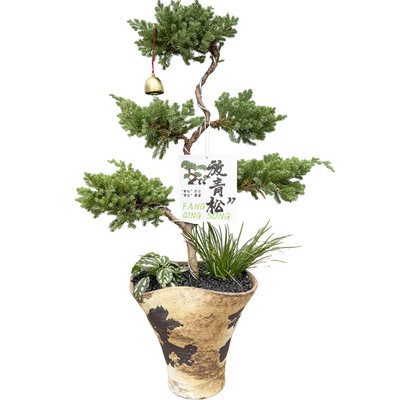 五层塔松盆栽乔迁送礼好养