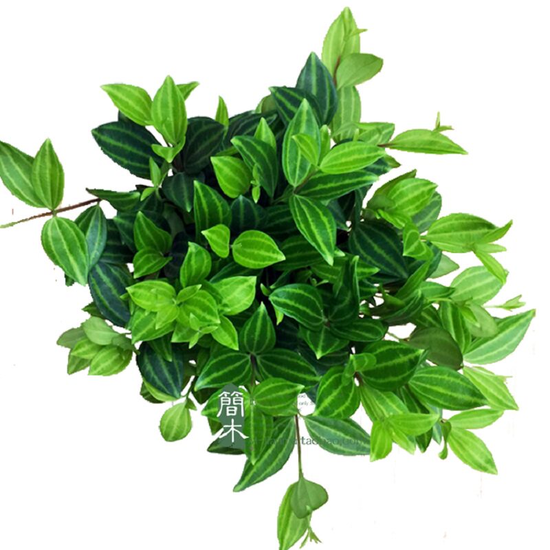 钻石翡翠盆栽白脉椒草吊兰植物室内净化空气小型水培盆栽四季常绿