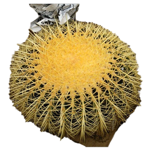 超大金虎仙人球美虎仙人球办公室大气植物超大型多肉仙人掌科绿植