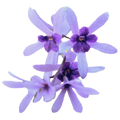 种花王大爷蓝花藤盆栽耐热庭院