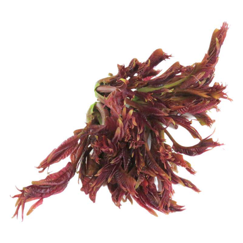 【老一生鲜】新鲜香椿红香椿500g香椿芽香椿菜时鲜菜 顺丰包邮