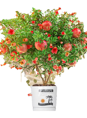 【精品】石榴盆栽带花发当年结果