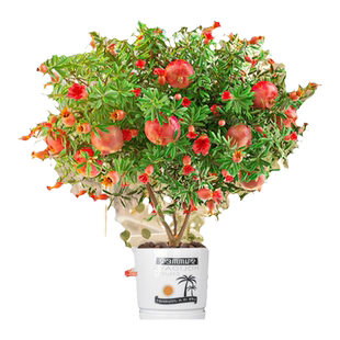 石榴花盆栽观赏石榴树老桩带果室内客厅绿植四季好养易活植物花卉