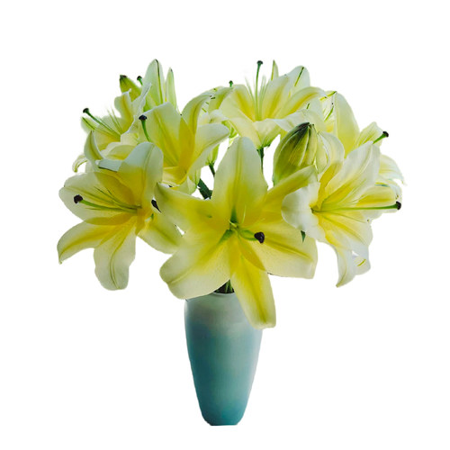黄天霸百合花黄色香水百合鲜花多头云南基地直发家用情人节养花卉