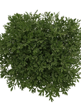 野菊花盆栽野菊花苗野菊花种根菊花泡水去火做盆景山菊花苗小黄菊