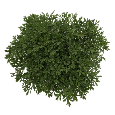 野菊花盆栽野菊花苗野菊花种根菊花泡水去火做盆景山菊花苗小黄菊