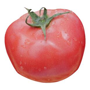 毛粉802番茄种子大果西红柿种籽子四季老品种蔬菜苗秧孑秧苗