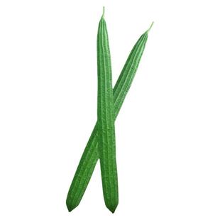 肉丝瓜种子苗超长特大四季白巨型棱角八棱蛇瓜春季蔬菜种籽秧苗孑