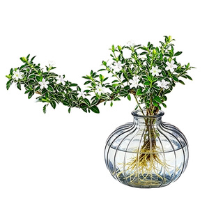 六月雪水培植物室内飘枝白花好养活净化空气桌面绿植盆栽观叶植物