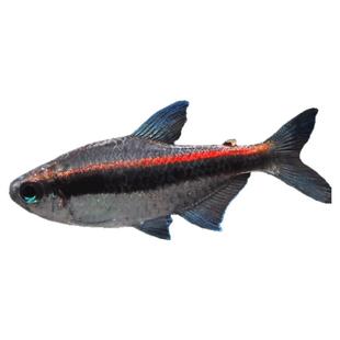 绯红巧克力鱼缸造景小型热带观赏鱼一叶莫斯高端热带草缸灯科鱼