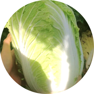 大白菜种孑早熟抗寒耐热高产高收阳台蔬菜种子大全秋季娃娃菜种籽
