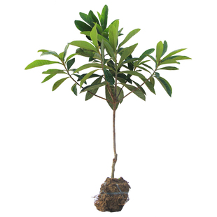 正宗带分枝嫁接冠玉枇杷苗白沙果树苗 结果早树木苗 地栽苗带土球