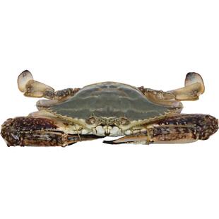 梭子蟹新鲜冷冻整只螃蟹海捕飞蟹舟山海鲜水产白蟹公蟹母蟹小娘蟹