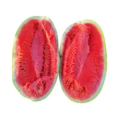 甜脆懒汉长龙西瓜苗秧苗耐旱耐湿甜脆西瓜种子香甜沙瓤西瓜苗