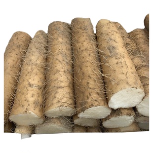 襄阳清炒脆山药新鲜粗大山药菜山药新鲜现挖现发非铁棍山药