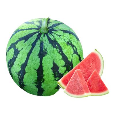 正宗麒麟西瓜嫁接苗当年爆果