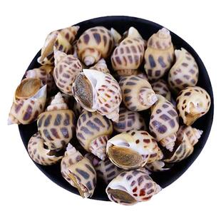新鲜花螺方斑东风螺鲜活冷冻水产香螺海螺大旺螺南风螺海猪螺批发