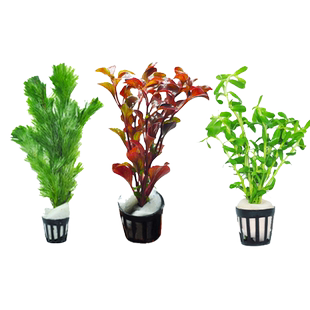 水草植物鱼缸造景莫斯阴性水榕沉木蜈蚣水培懒人增氧乌龟真草缸