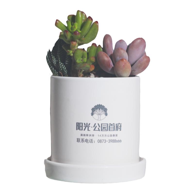 多肉植物印logo办公室盆栽